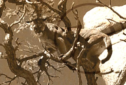 image lion in a tree Photos