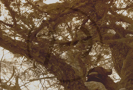 hound climbing tree to get to mountain lion Photos