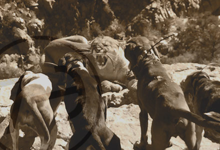 Arizona Mountain Lion on a Rock Ledge Photos