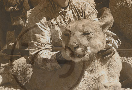 dry ground arizona mountain lion hunt Photos